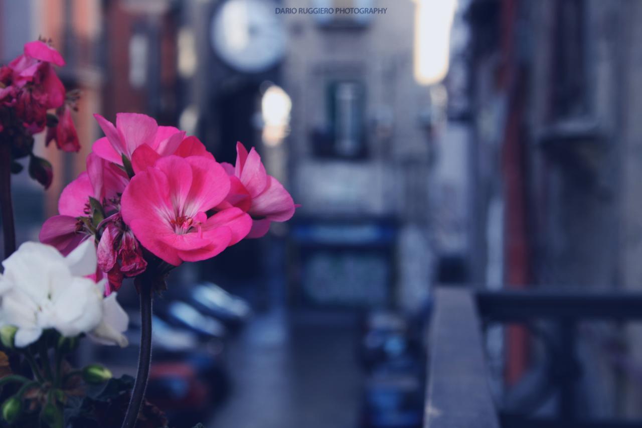 Napoli Sweet Home - Casa "Donna Rosa" Εξωτερικό φωτογραφία